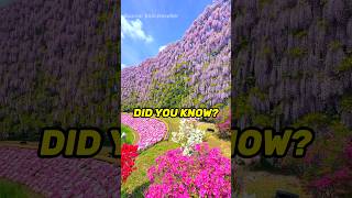 Ashikaga Flower Park 🌸 detailenjoyer didyouknow nowyouknow ashikaga flower park funfacts [upl. by Sivek]