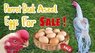 Parrot Beak Aseel Eggs For Sale  Indian Parrot Beak Long Tail Aseel Eggs For Sale [upl. by Ardnama54]