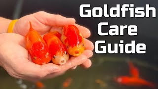 Beginner Goldfish Care Guide [upl. by Annecorinne]