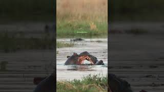 Hippos fighting in the river hippopotamus fight hippo river two wild nature wildlife HA98041 [upl. by Nasas]