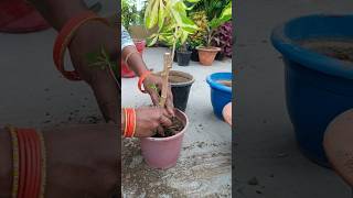 Manihot plant from stem cuttingshortvideo terracegarden shorts [upl. by Ahsilef]