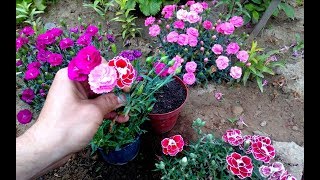 How To Grow and repot Carnations From Cuttings [upl. by Ahsikat700]