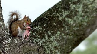 squirrel cannibal [upl. by Melony]