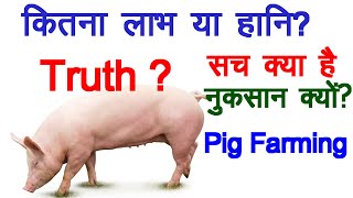 Loss or profit in Pig Farming What is truth सच क्या है [upl. by Notrab]