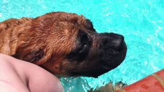 Bluto  My Brothers 200lb English Mastiff Swimming in the Family Pool 7142011 [upl. by Gabe]