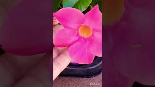 MANDEVILLA FLOWER PLANT [upl. by Darren]