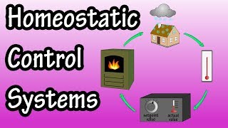 Homeostatic Control Systems  Homeostatic Control Mechanisms and Feedback Control Loops [upl. by Sherri]