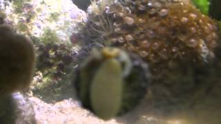 Trochus snail reproduction in reef tank [upl. by Nylzaj]