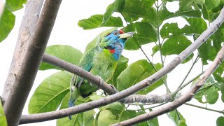 Blue Throated Barbet  Darjeeling [upl. by Pascia]