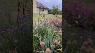 Tall VERBENA in KANSAS [upl. by Friederike]