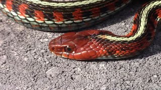 GARTER SNAKES And Why They’re The Coolest [upl. by Nidroj181]