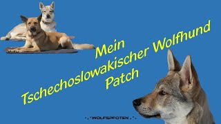 HZ170214 Mein Tschechoslowakischer Wolfhund Patch [upl. by Mina]