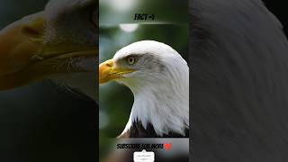 Facts About Eagle 🦅  facts eagles wildlife shorts short nature [upl. by Aihsyak692]