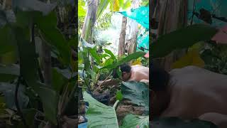 PROPAGATING MY PHILODENDRON MEXICANUM [upl. by Zipah]