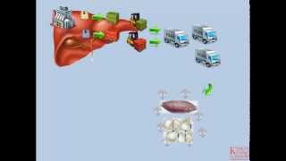 Lipids and Lipoproteins  Part 3 Endogenous Pathway [upl. by Siradal669]