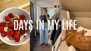 VLOG wedding planing struggles revolve clothing haul cooking etc [upl. by Artimed661]