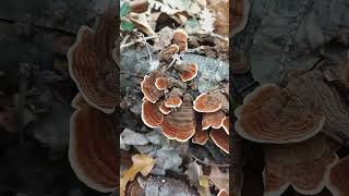 Stereum subtomentosum yellowing curtain crust mushroom funghi del legno autumn nature [upl. by Connelley13]