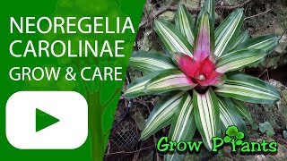 Neoregelia carolinae  grow amp care Blushing Bromeliad [upl. by Aowda81]