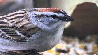 master intro to Birds of WNY final [upl. by Seligman]