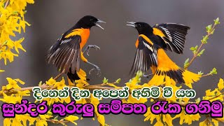 Lets save the bird resource අපෙන් අහිමි වී යන කුරුලු සම්පත අනාගත පරම්පරාව වෙනුවෙන් රැක ගනිමු [upl. by Leehar]