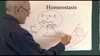 Homeostasis 1 Physiological Principles [upl. by Yticilef]