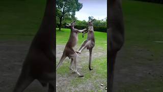 Kangaroo vs Kangaroo Fight short youtube viral wildlifes views [upl. by Floeter]