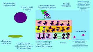 AUTOTROPHS AND HETEROTROPHS VARIATIONS IN CARBON SOURCE [upl. by Svend]