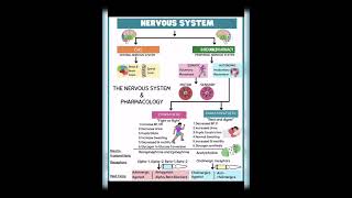 Nervous system CNSPNS [upl. by Navad]