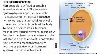 Biology form four Afsomali chapter 2 endocrine system lesson 4 lipophilic or lipophobic hormones [upl. by Shane]