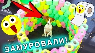 ИГРОВАЯ КОМНАТА  Полоса ПРЕПЯТСТВИЙ ДЛЯ СОБАКИ ИЗ ТУАЛЕТНОЙ БУМАГИ  Elli Di Pets [upl. by Bogosian]