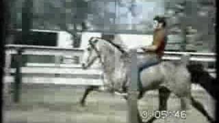 The Original EZD Falcon Rowdy Horseracking horse [upl. by Halfon]