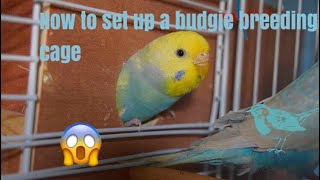 How to setup a budgie breeding cage very easy [upl. by Siekram]