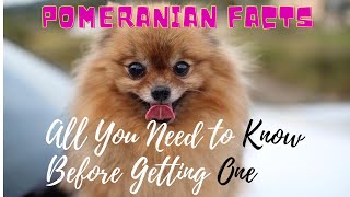 Facts About Pomeranian Dogs 101All You Need to Know [upl. by Feirahs]