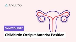 Gynecology  Childbirth Occiput Anterior Position [upl. by Eolanda324]