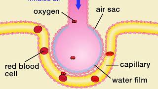 Animation 71 Gas exchange in air sacs [upl. by Isnan]