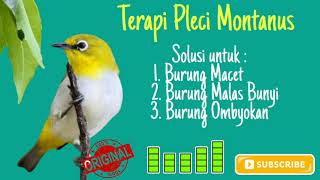 Pleci Montanus Terapi burung macet malas bunyi amp burung ombyokan [upl. by Nathaniel334]