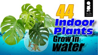 indoor plants grow in water [upl. by Pietro]