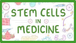 How do stem cells work in the body [upl. by Ennagroeg]