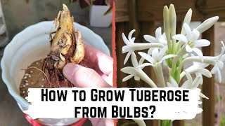 How to Grow Tuberose Rajnigandha from Bulb Learn this Easy Way in a MINUTE Shorts [upl. by Ailito]