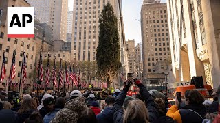 Rockefeller Center Christmas Tree arrives in New York City [upl. by Eimrots]