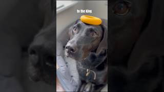 The one acceptation of this song memes ksi shorts funny dogs dog puppy [upl. by Templeton]