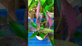 Purple heart Plant propagation with zero cost trending propagation shorts [upl. by Amiaj]