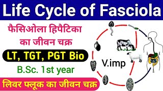 fasciola hepatica life cycle  life cycle of fasciola hepatica  liver fluke life cycle  biology [upl. by Svirad417]