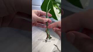 Monstera albo root rot and prop plantcare monsteraalbo propagation [upl. by Ayotol]