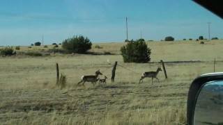 Baby Pronghorn antelope [upl. by Huba193]