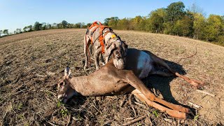 Chopped Antlers  Oct 11 2024  Tracking with Archer [upl. by Ardua732]