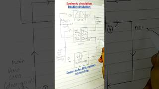 Double Circulation Easy diagramclass10science class11 biologydiagrams ytshort circulation [upl. by Gamber]