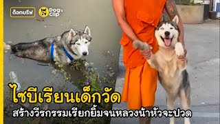 พี่ไซทรงแบดสร้างวีรกรรมเรียกยิ้มทู้กวัน หลวงน้าหัวจะปวด  Dogs Clip [upl. by Isyed716]