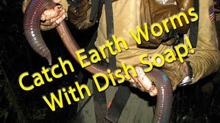 Catch earth worms with dish soap [upl. by Ellsworth]