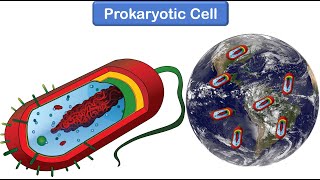 Bacterial Cell Structure and Function [upl. by Hulbert926]